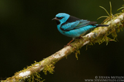 BRAZIL - ATLANTIC RAINFOREST